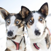 Kiruna : promenade matinale en traîneau à chiens et fika suédois
