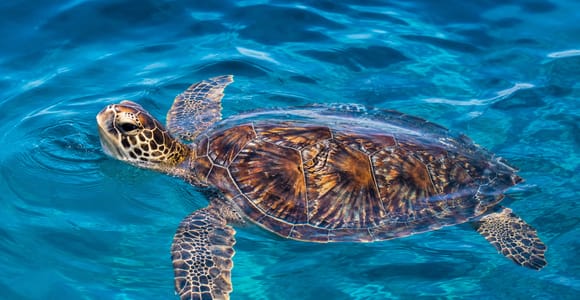Zakynthos Turtle, Marathonisi & Keri Caves Tour