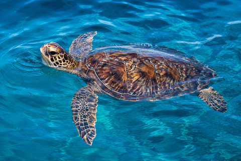 Zakynthos Turtle, Marathonisi & Keri Caves Tour