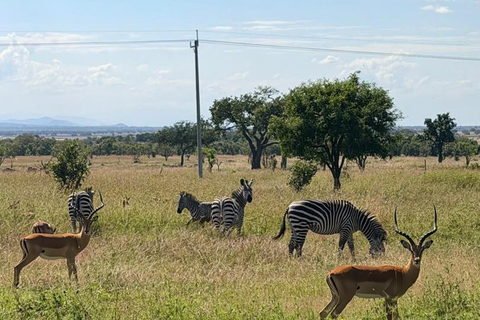 From Zanzibar: Mikumi National Park Fly-In Safari with Lunch