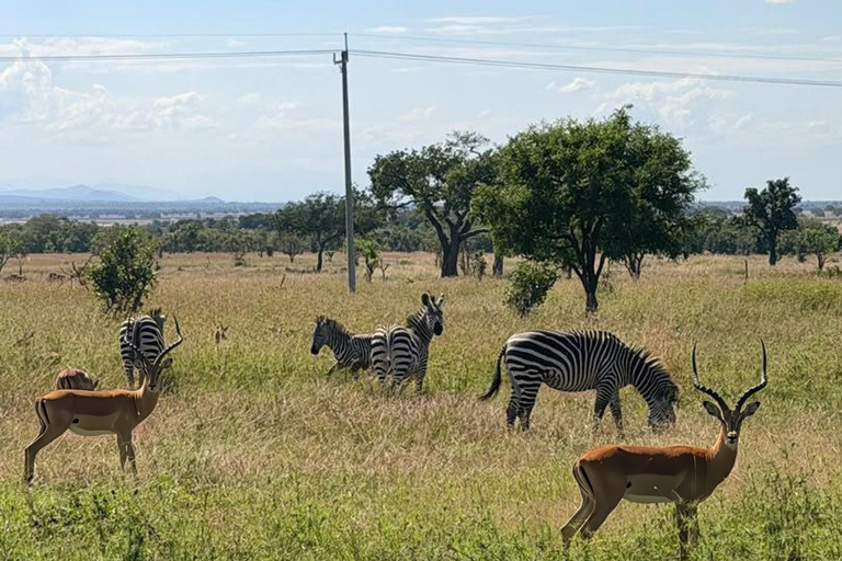 From Zanzibar: Mikumi National Park Fly-In Safari with Lunch