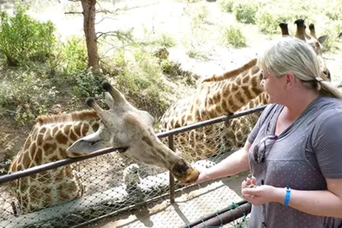 Mombasa: Experiência de alimentação de girafas no Haller Park, de carro.