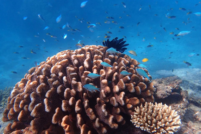 Reef & Island | Outer Reef & Dunk Island | Cairns Day Return Beaver Reef & Dunk Island Xpedition | Cairns Day Return