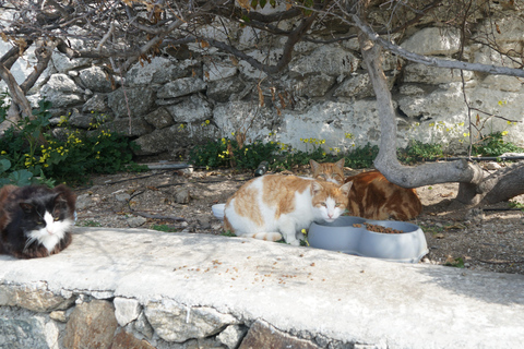 Private Island Tour: A Drive Around Mykonos' highlights