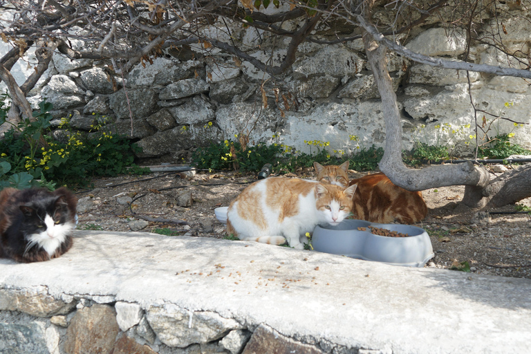 Private Island Tour: A Drive Around Mykonos' highlights