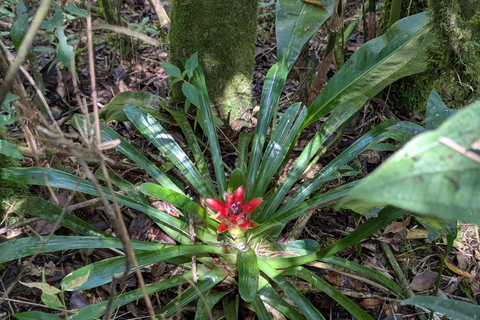 Teresópolis : circuit découverte de la faune de la forêt atlantiqueTeresópolis : Excursion à la découverte de la faune de la forêt atlantique