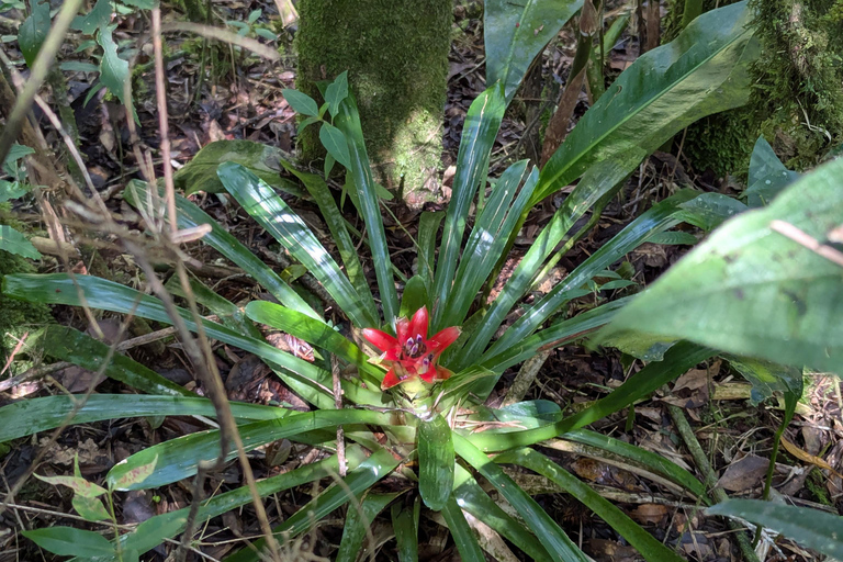 Teresópolis : circuit découverte de la faune de la forêt atlantiqueTeresópolis : Excursion à la découverte de la faune de la forêt atlantique