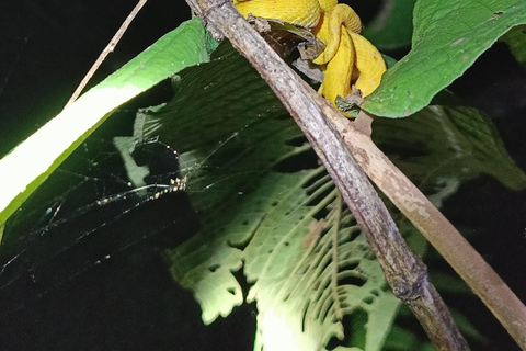 Tour nocturno por el Camino de las Tarántulas de Cahuita