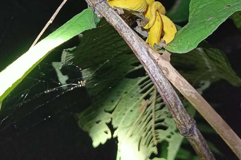 Tour nocturno por el Camino de las Tarántulas de Cahuita