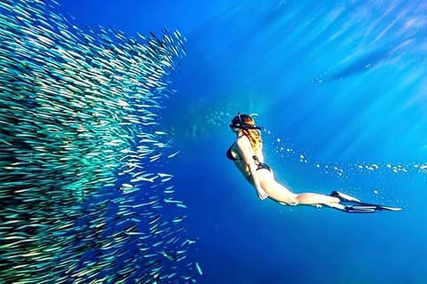 Cebu: Moalboal Island Hopping Paradise, Sardine Run - Image 2