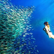 Cebu: Moalboal Island Hopping Paradise, Sardine Run Cebu: Moalboal Island Hopping Paradise, Sardine Run