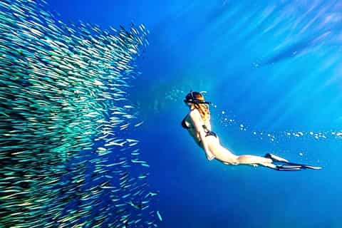 Cebu: Moalboal Island Hopping Paradise, Sardine Run - Image 3