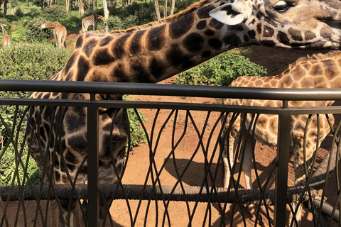 Meio dia Elefantes bebés, centro de girafas e fábrica de missangasMeio dia com bebês elefantes, centro de girafas e fábrica de miçangas