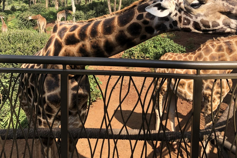 Demi-journée Bébés éléphants, centre des girafes et fabrique de perles