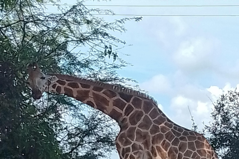 Mombasa: Wildlife Sanctuary Guided Nature Trail Tour Wildlife Sanctuary Guided Nature Trail Tour