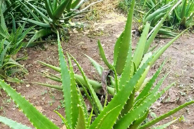 PARQUE NACIONAL DEL BOSQUE DE JOZANI Y GRANJA DE ESPECIAS