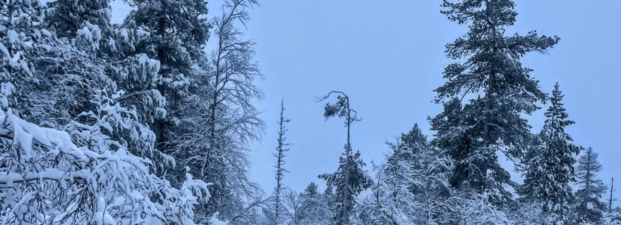 Saariselkä : RANDONNÉE GUIDÉE EN RAQUETTES DANS LA FORÊT