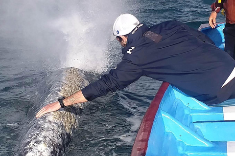 Grey Whale Watching at Mag Bay From Loreto