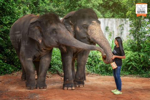 Phuket: Elephant Jungle Sanctuary Ethical Feeding Experience
