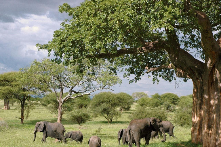 Safari budgétaire de groupe de 8 jours à travers le Kenya et la Tanzanie