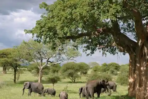 2 días y 1 noche al Parque de Tarangire y Like Manyara desde Zanzíbar