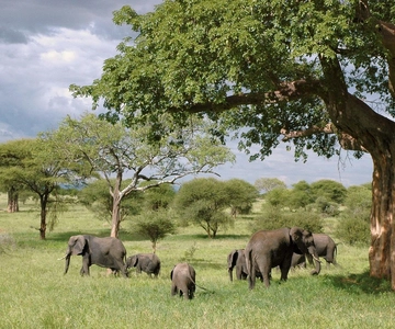 2-day 1-night to Tarangire Park & Like Manyara from Zanzibar