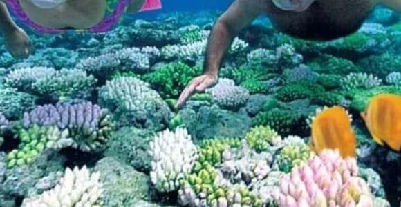 Zanzibar: Blue Lagoon Snorkeling, Starfish & Rock Restaurant