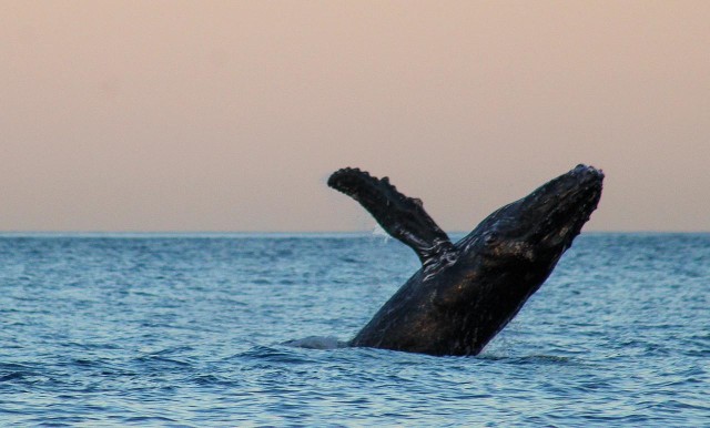 Visit San Jose del Cabo Sunset Whale Watching in San Jose del Cabo, Mexico