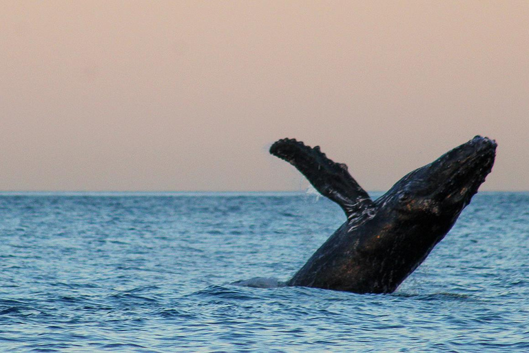 San Jose del Cabo Sunset Whale Watching