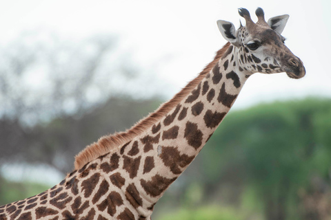 Arusha: Lake Manyara National Park Day Trip with Pickup