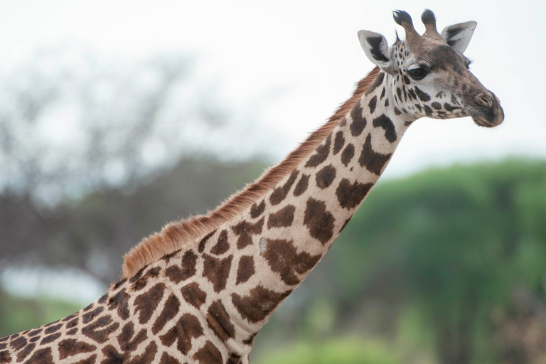 Arusha: Lake Manyara National Park Day Trip with Pickup