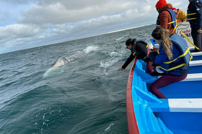 Grey Whale Watching at Mag Bay From Loreto