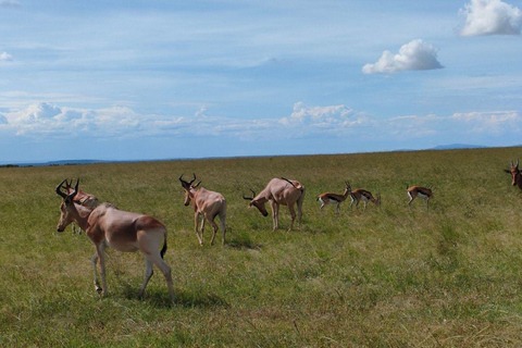 Nairobi: 3-Day epic trip to Maasai Mara Reserve with meals 3 days, 2 nights private safari to Mara in a tourist VAN