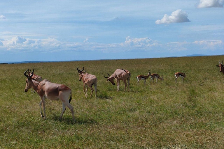 Nairobi: 3-Day epic trip to Maasai Mara Reserve with meals 3 days, 2 nights private safari to Mara in a tourist VAN