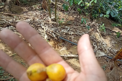 Coffee Route: Workshop, Tasting, and Trekking in the Farallones de Cali