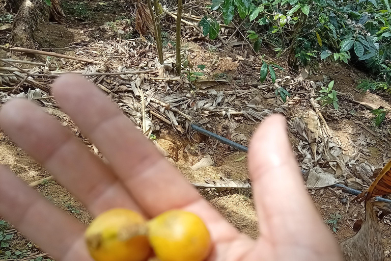 Coffee Route: Workshop, Tasting, and Trekking in the Farallones de Cali