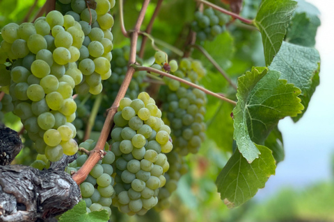 Napa Valley: ATV Vineyard Tour with Wine Tasting