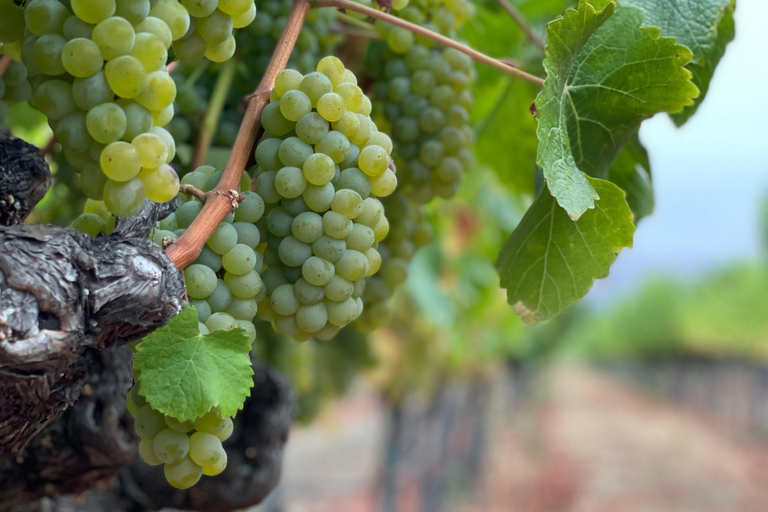 Napa Valley: ATV Vineyard Tour with Wine Tasting