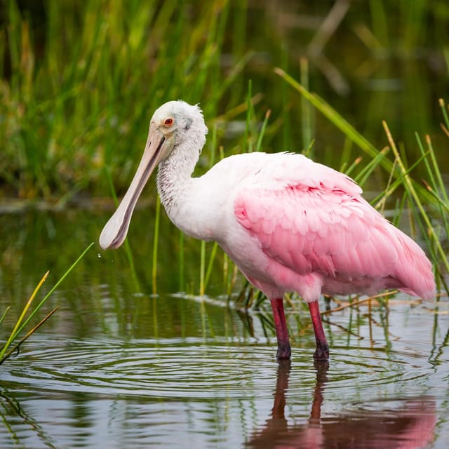 Everglades National Park: Pontoon Boat Tour & Boardwalk | GetYourGuide