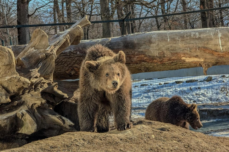 Brasov: Tour with Transfer Libearty Bear Sanctuary