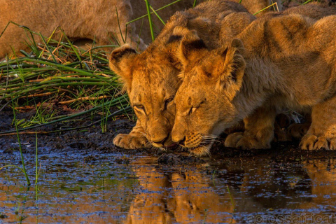 All-Inclusive 4-Day Safari Through Boteti, Pans &amp; Delta