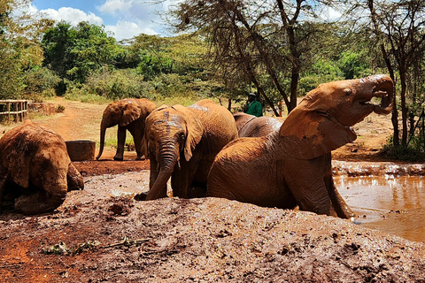 Nairobi: Elephant Orphanage Trust and Giraffe Center Tour