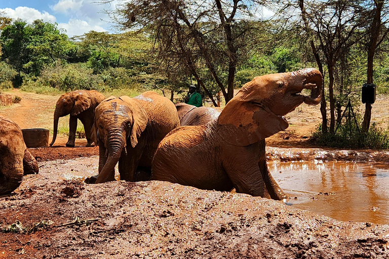 Nairobi: Elephant Orphanage Trust and Giraffe Center Tour