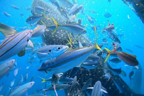 Okinawa Whale Shark Snorkeling - Image 2