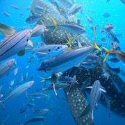 Okinawa Whale Shark Snorkeling