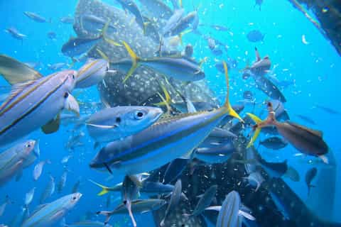 Okinawa Whale Shark Snorkeling - Image 3