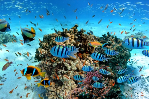 Hurghada : Voyage de plongée et de snorkeling sur l'île d'Orange avec déjeuner