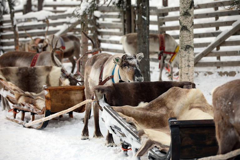 Kuusamo: Reindeer Sleigh Ride in Kujalan Porotila Evening Sleigh Ride