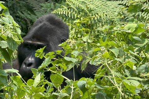 Passeio de 3 dias ao Gorila Mgahinga Gorilla NP Uganda via Ruanda