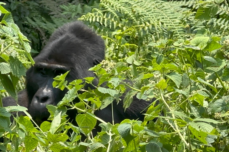 1 giorno di trekking con i gorilla e il centro di ricerca di Karisoke, Volcanoes NP